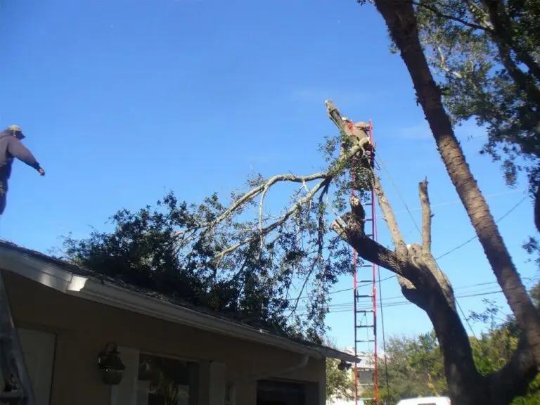 Tree too close to house