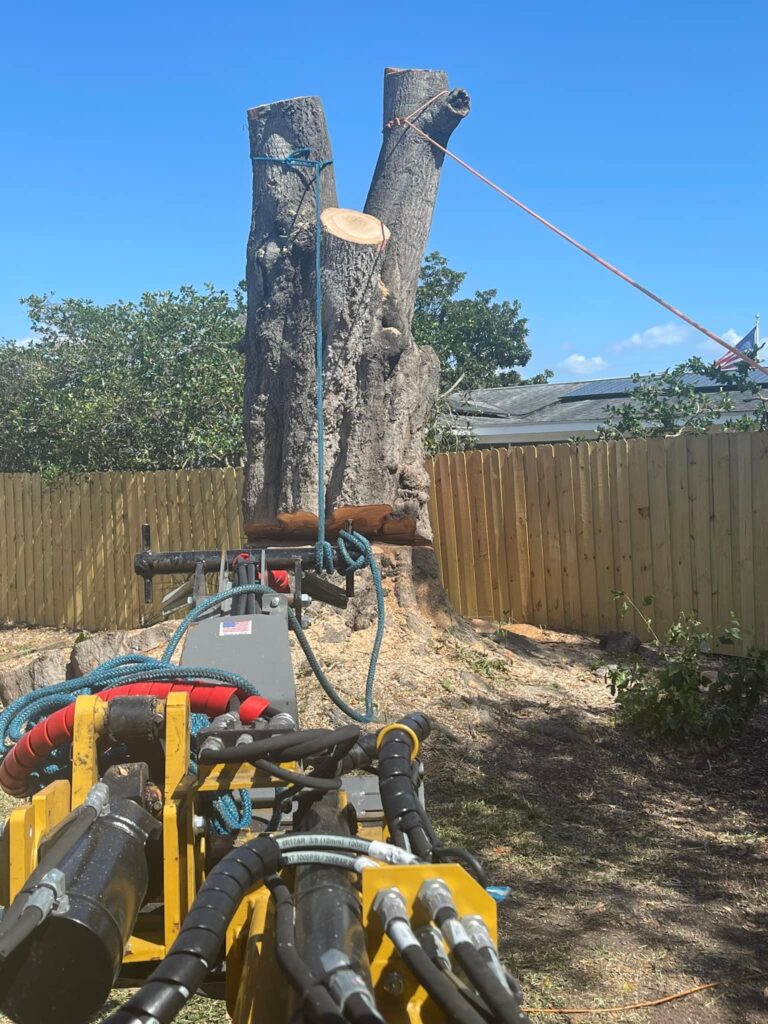 Tree removal Orlando