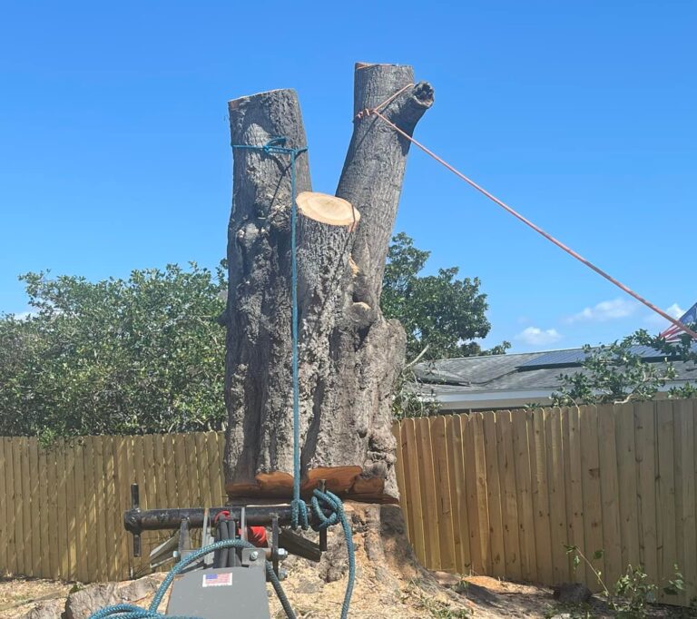 Tree removal Orlando