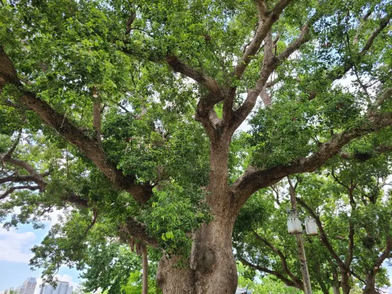 Tree Trimming