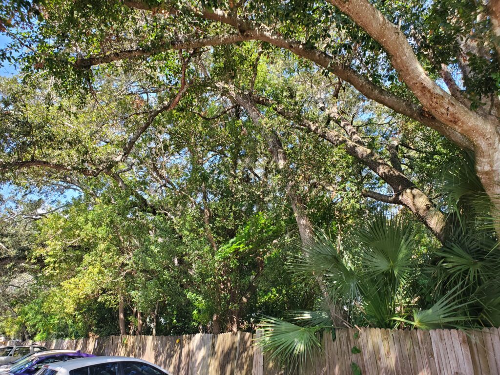 Tree service Orlando