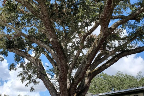 Tree service Orlando