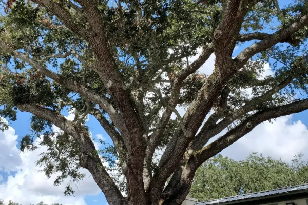 Tree removal in Orlando
