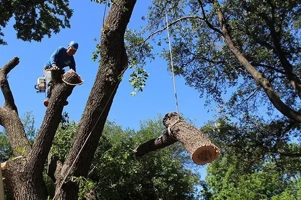 Tree removal company in Orlando Fl
